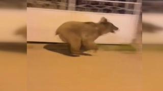 Kastamonu'da şehre inen ayı vatandaşlar tarafından görüntülendi