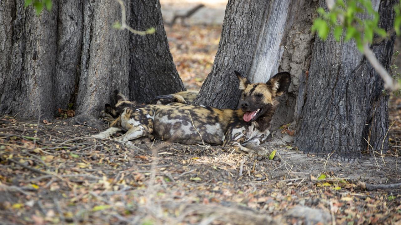 Moremi Vahşi Yaşam Alanı