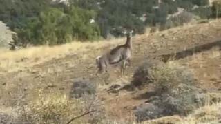 Burdur'da ilk kez geyik görünce şaşırdı