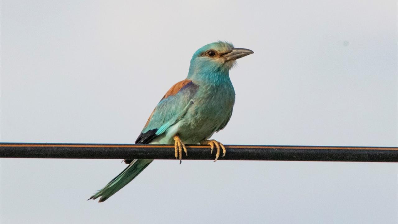 "Türkiye`nin doğu yarısının en çok kuş türü kaydedilmiş noktası"