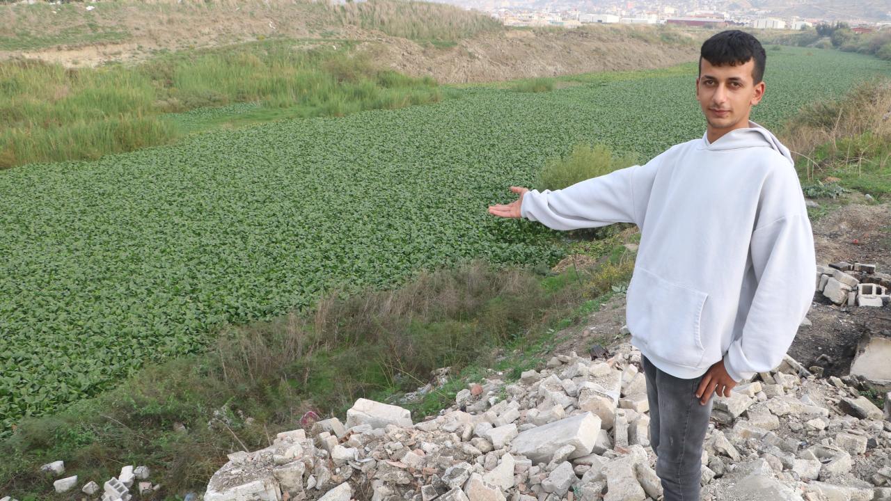 “Sümbülleri güzel buluyorum fakat balıklar için de iyi değil”