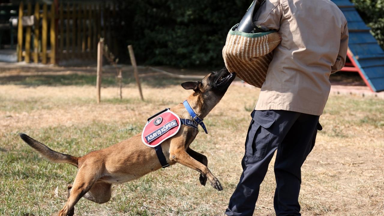 Yangın tespit köpekleri, 52 yangından 11`inin aydınlatılmasına katkı sağladı