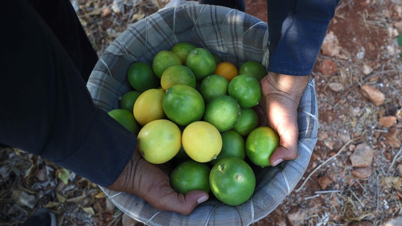 Limonun suyu çıktı! Uçuşa geçen fiyatlar ne zaman düşecek? Çukurovalı limon üreticileri fiyat desteği istiyor | TRT Haber Foto Galeri