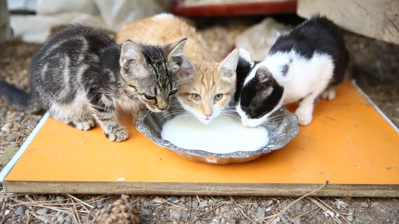 "Rahmetli dedem de annem de kedi beslerdi"
