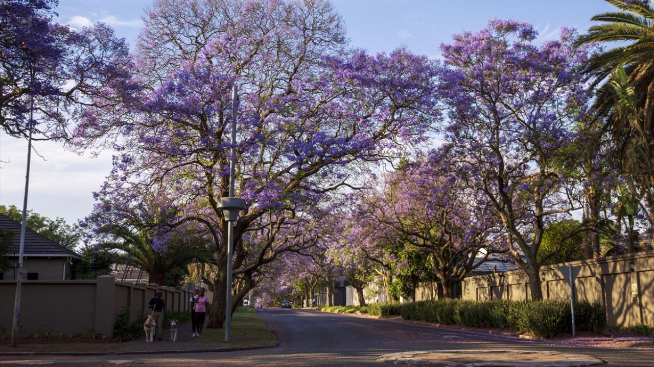 Çiçek açma tarihleri her 5 yılda 1 gün geriye gidiyor
