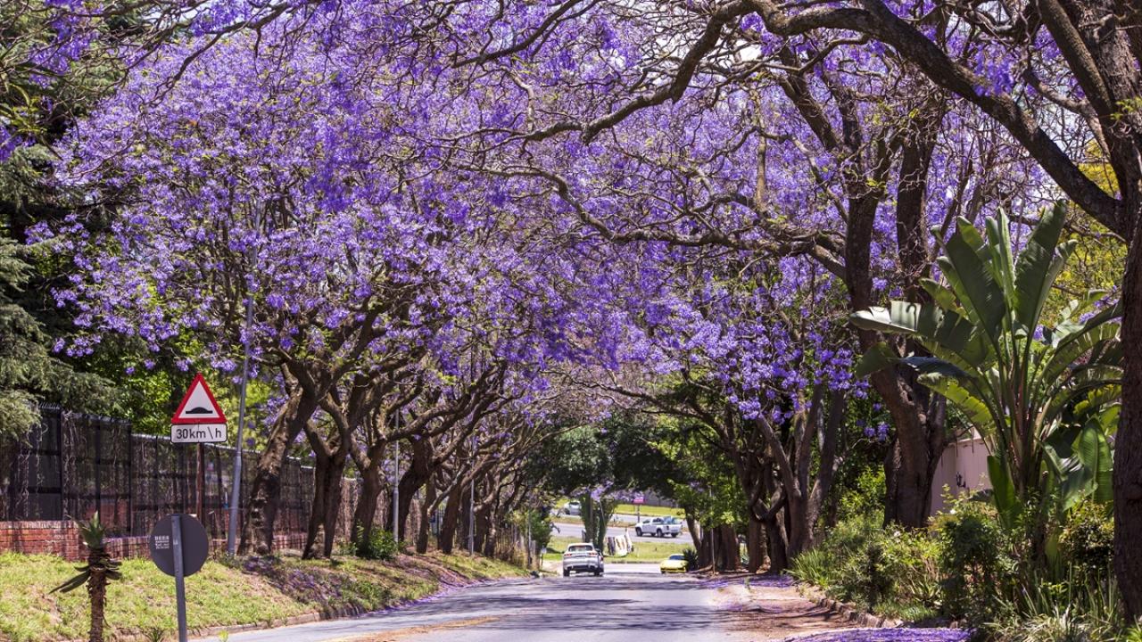 İstilacı bir tür, dikimi yasaklı