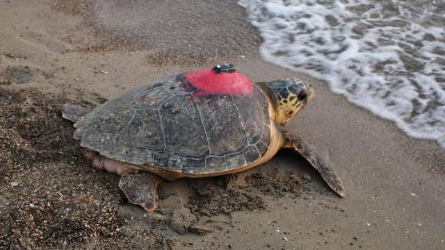 "Caretta Caretta Tuba"y� 8,7 milyon ki�i izledi