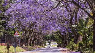 Johannesburg sokakları mor çiçeklerle kaplandı