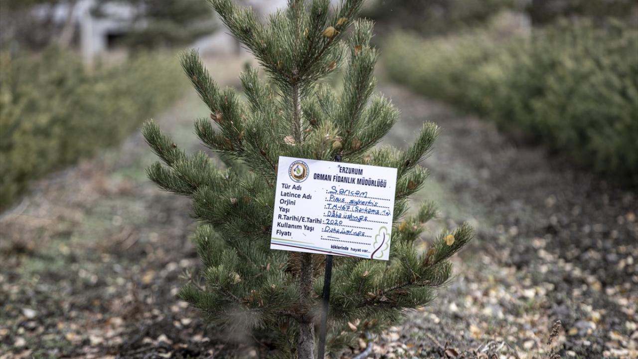 "Bu yıl 4 milyon civarında fidan üretimi gerçekleştirdik"