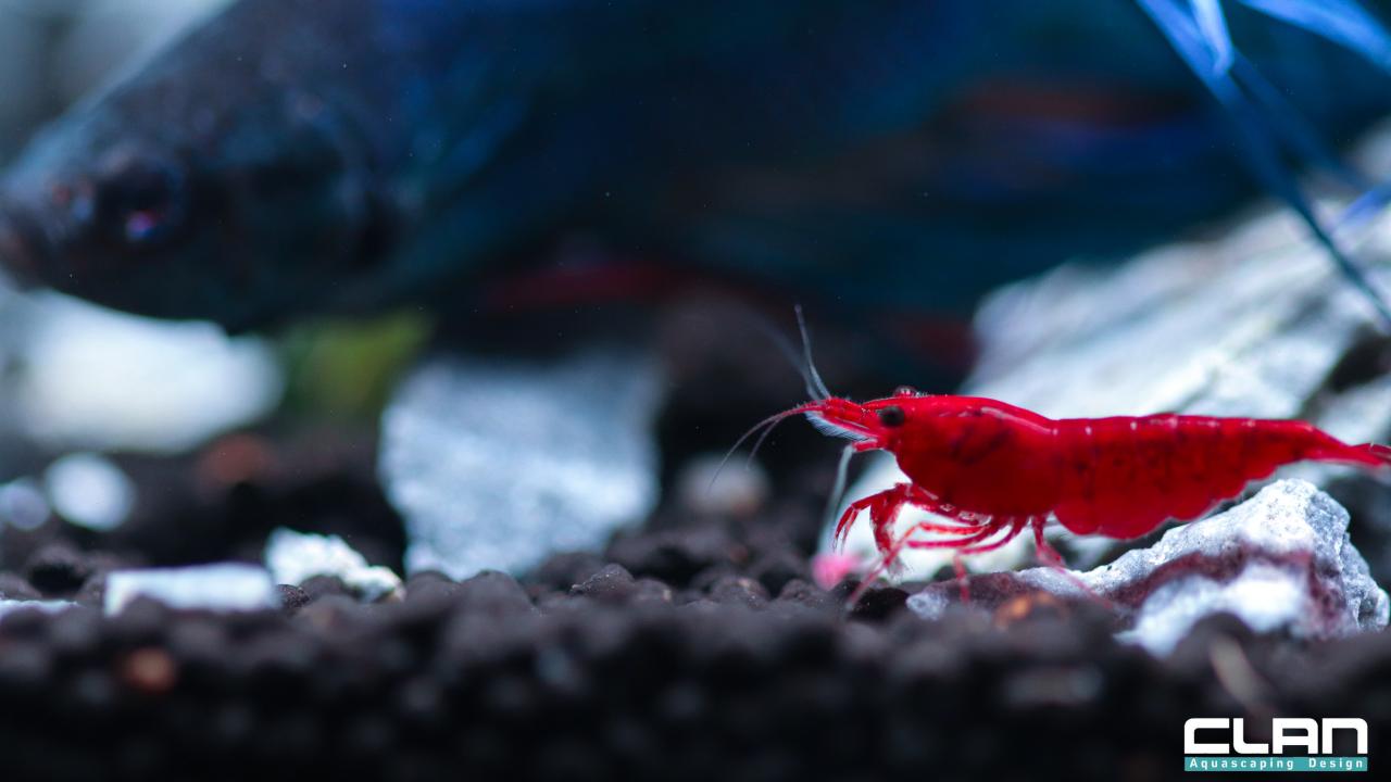 "İşin özü, insan eli değmemiş gibi bir tasarım yapmak"