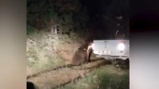 Tellere takılan ayının kurtarma ekibine saldırdığı anlar kamerada