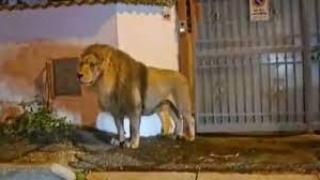 Sirkten kaçan aslan İtalya sokaklarında gezintiye çıktı