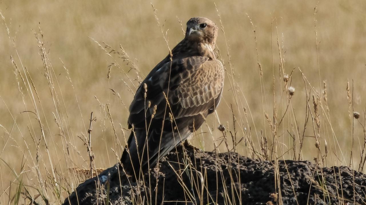 "Ülkemizdeki eKuşbank`ta 1,4 milyon kuş gözlem veri tabanı var"