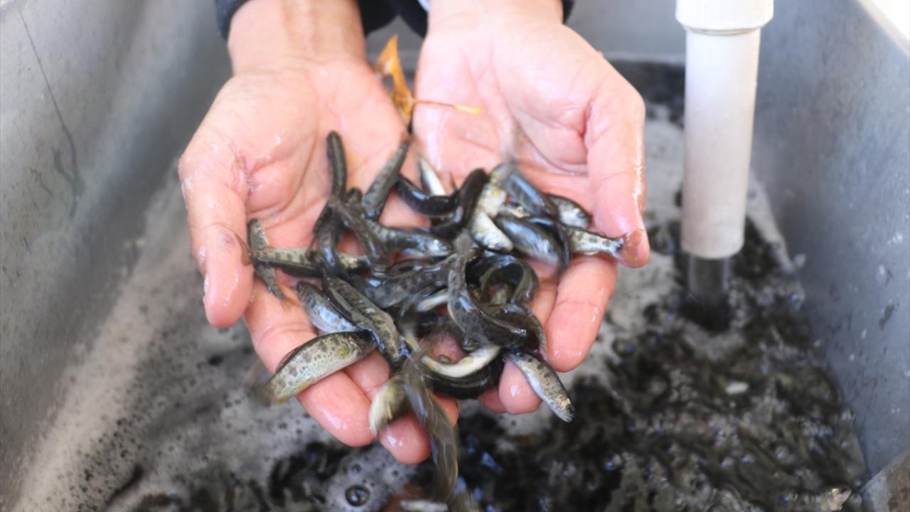 "Su ürünleri yetiştiriciliği yapan 21 işletmemiz mevcut"