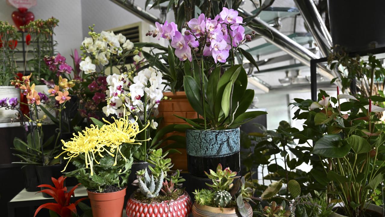 "Saksı çiçekleri 150 lira, buketler 200 liradan başlıyor"