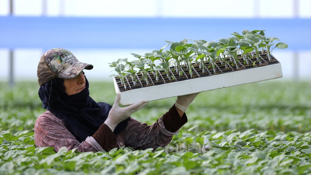 "120 milyon fide üretimi hedefliyoruz"