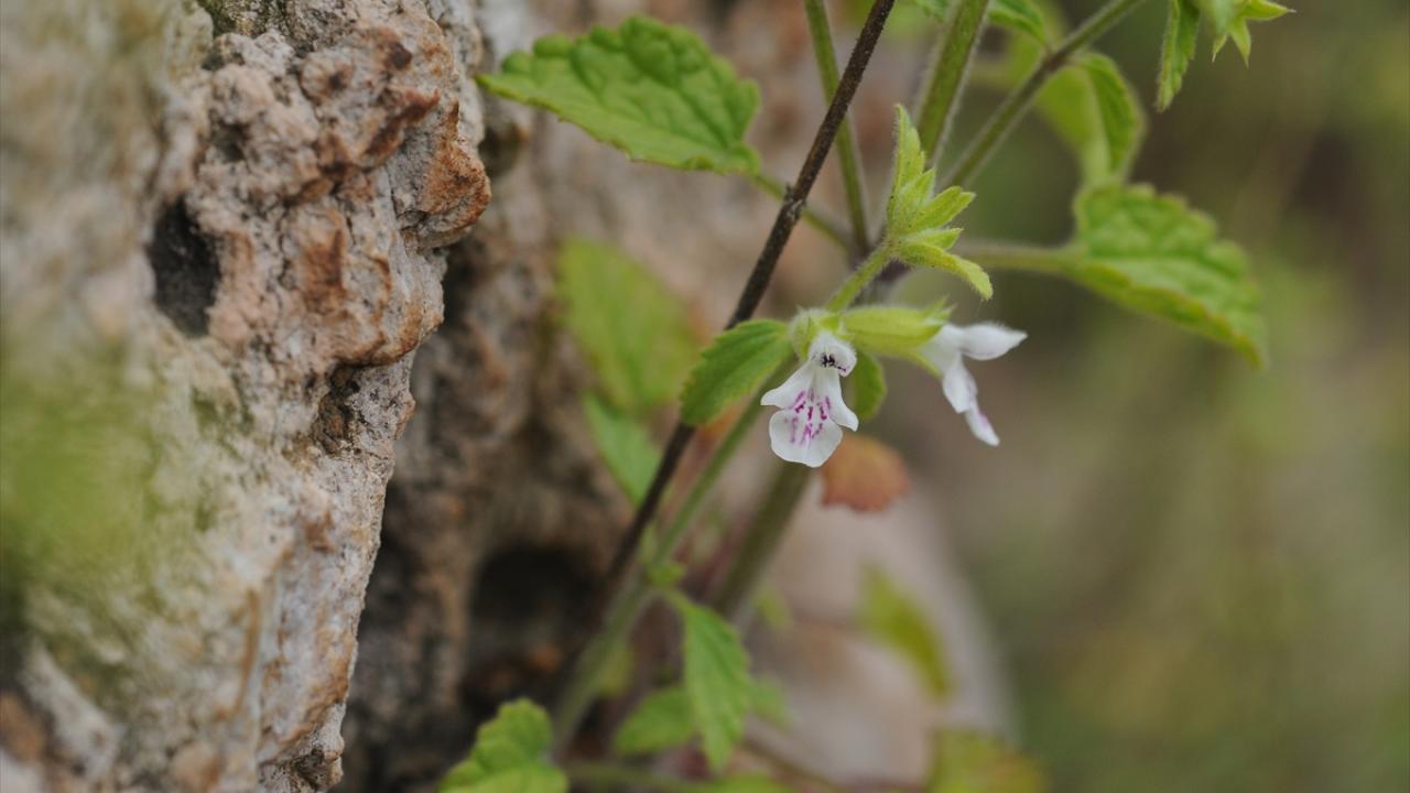 Alzheimer`e karşı etkisi araştırılacak