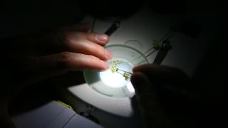 Yeni keşfedilen "efeçayı" bitkisinin Alzheimer'a karşı etkisi araştırılıyor