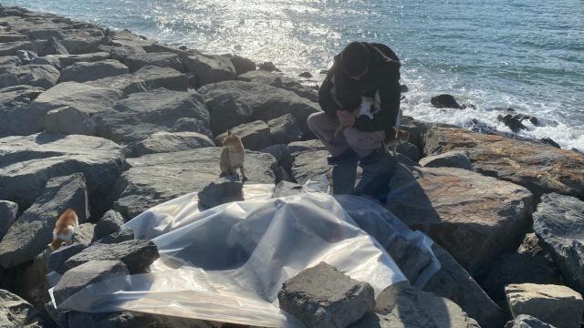 �stanbul�da bir�ok kedi dev dalgalar aras�nda bo�uldu