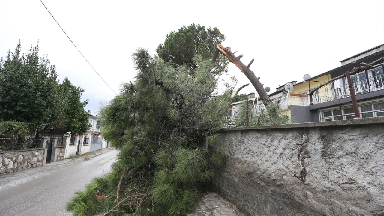 Kuvvetli lodos anıt ağaçları da yıktı geçti