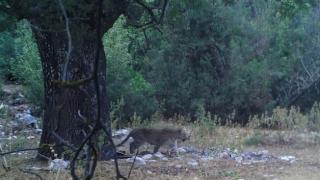 Anadolu parsından aylar sonra ilk poz