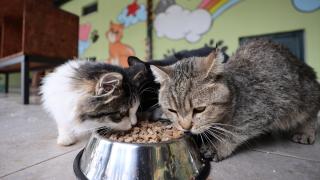 Yemek atıkları sahipsiz kedi ve köpekler için mamaya dönüşüyor