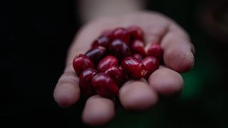 Kolombiya’da kahve turizmi