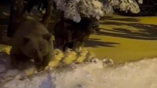 Ayı sesi çıkaran tatilci anne ayıyı çileden çıkardı