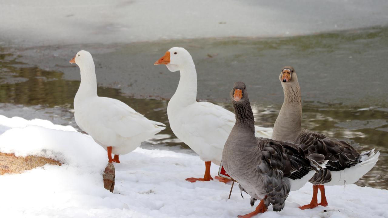 Kışın gölün üzeri buzla kaplanıyor