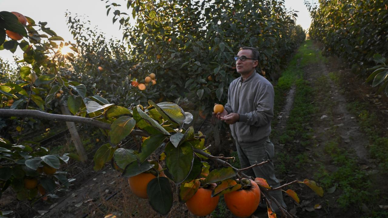 "Üretim hızla yaygınlaştı"