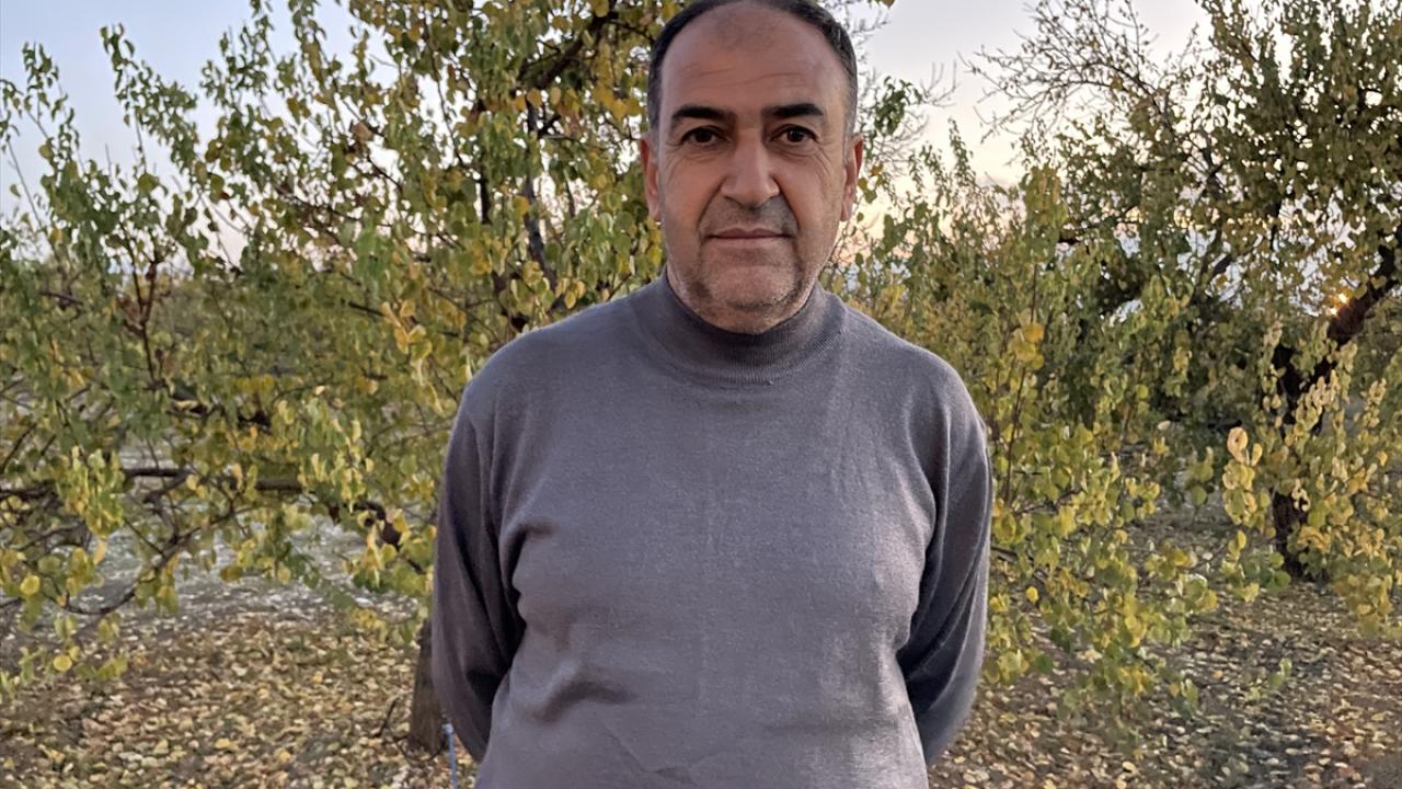 "Bu aylarda üreticiler kuruyan ağaçların yerine yenisini dikiyor"