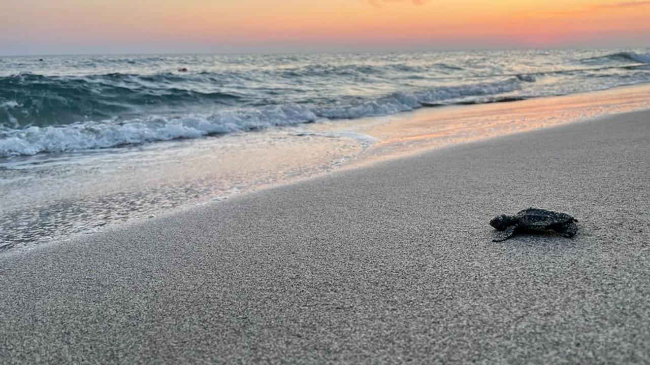Yuva ve yavru çıkış sayısında ciddi artış