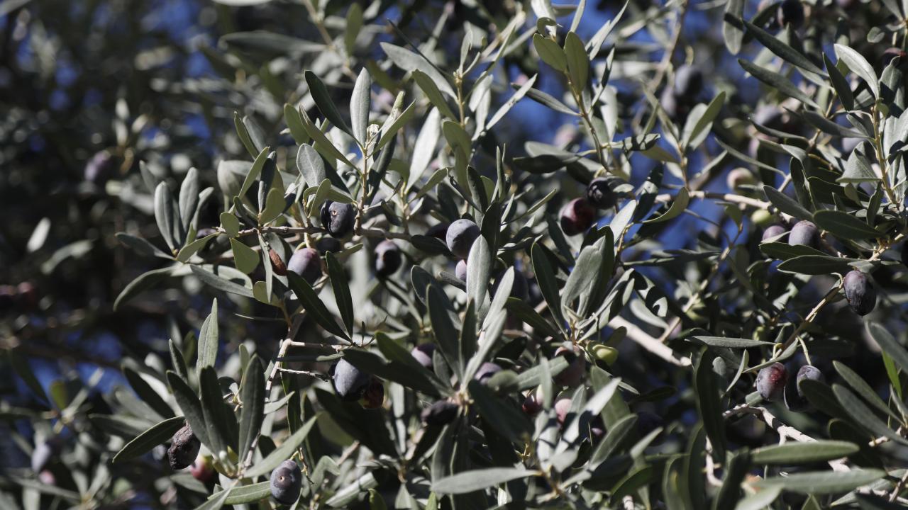 Edremit Körfezi yeşil çizik zeytini