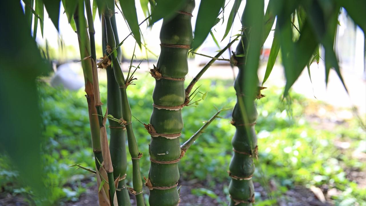 Çeşit sayısını artırmayı hedefliyor