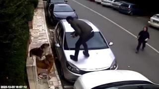 Köpeklerden araçların üzerine çıkarak kaçtılar: O anlar kamerada