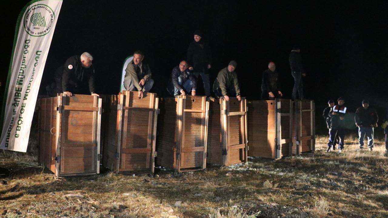 "Burası eskisi gibi kızıl geyiklerin yaşadığı bir bölge olacak"