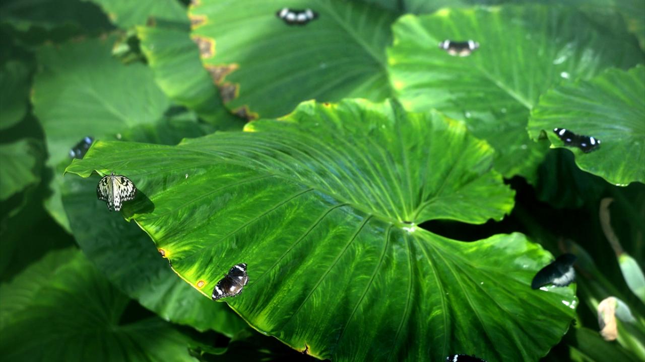 Şebiarus`ta özellikle İranlı ziyaretçiler geliyor