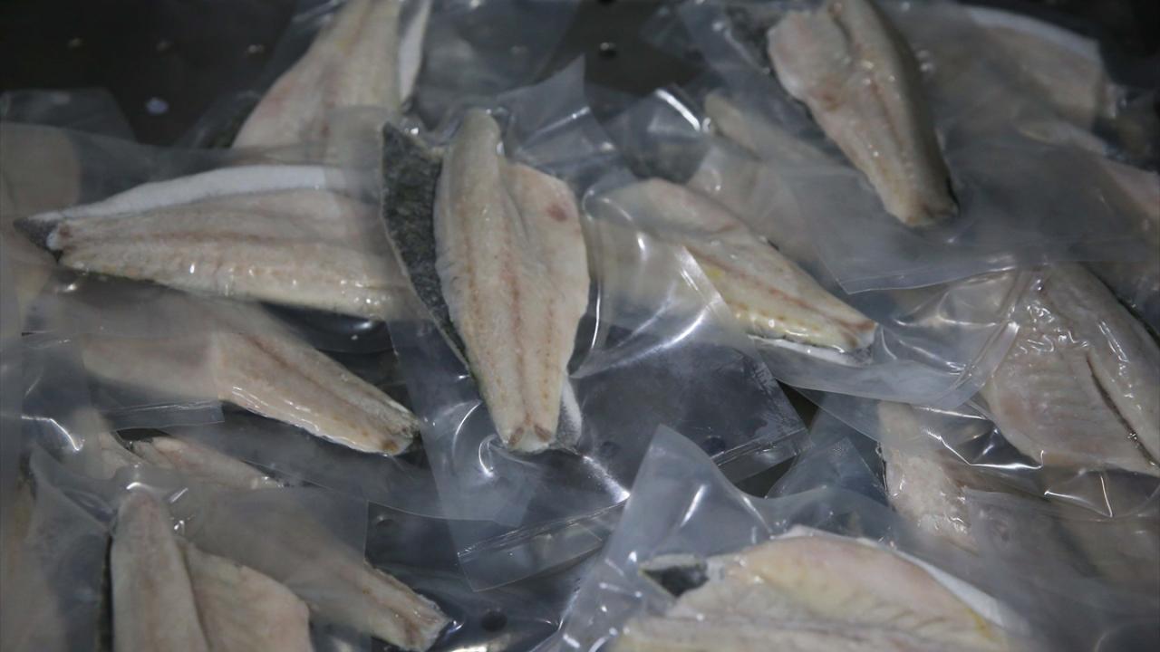 "140 bin ton civarında su ürünü üretimi yapılıyor"