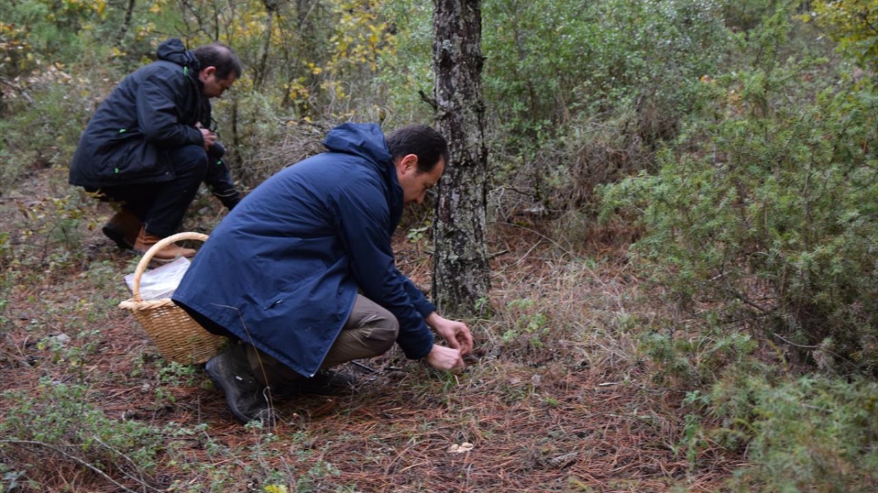 Sapında örümcek şeklinde yapılar olana dikkat