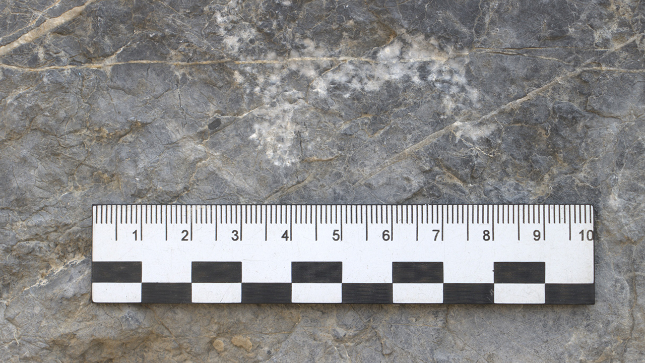 20 levha üzerinde farklı hayvan resimleri tespit edildi