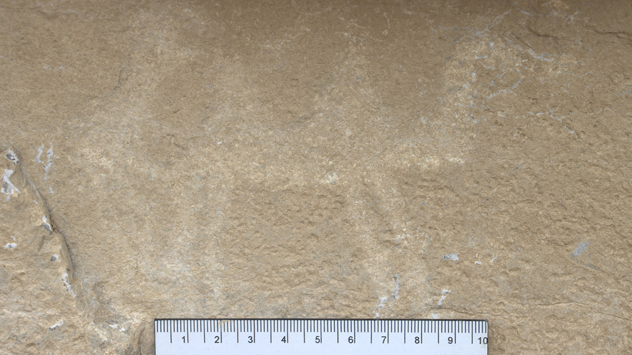 İlk kez deve resmi ile karşılaşıyoruz, peki bu ne demek?