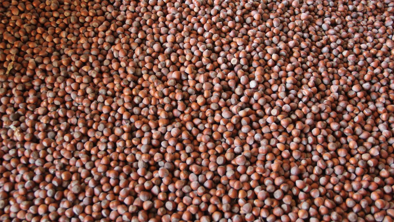 Giresun tombul fındığı