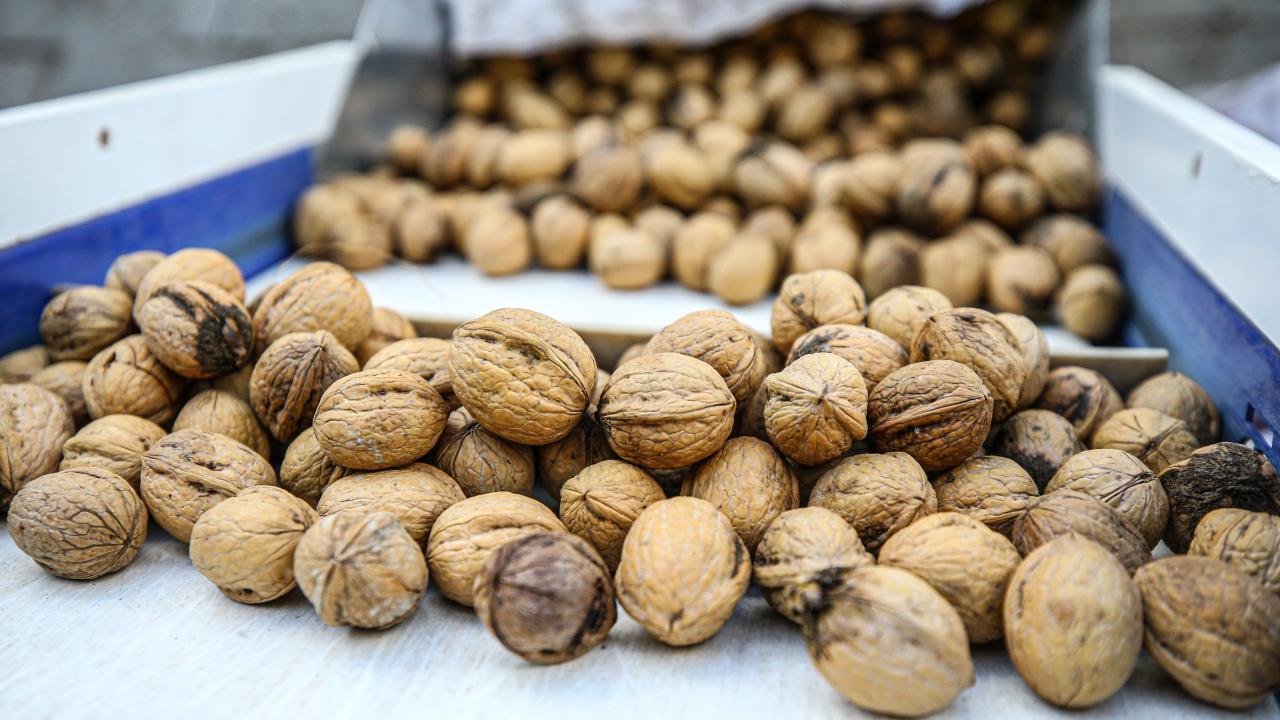 Çağlayancerit cevizi