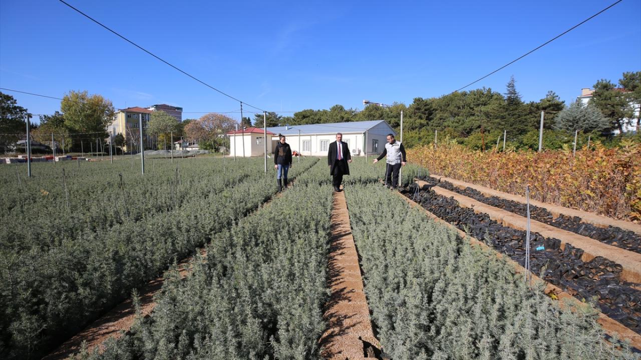 Fidan dikiminin yüzde 80`i tamamlandı