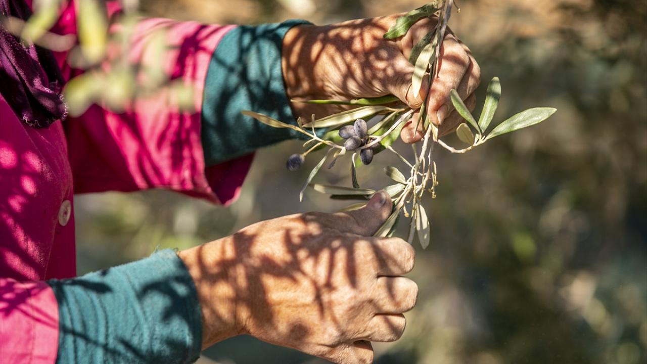 "Geçen yıllara göre neredeyse üçte bir oranında ürün alabileceğiz"