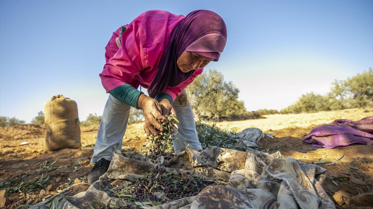 Sahil bölgesinde binlerce yıllık zeytin ağaçları var