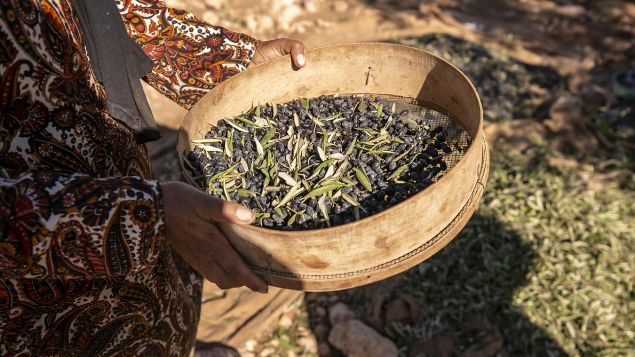 “Bu yıl zeytin üretiminde yaklaşık yüzde 35 azalma var”
