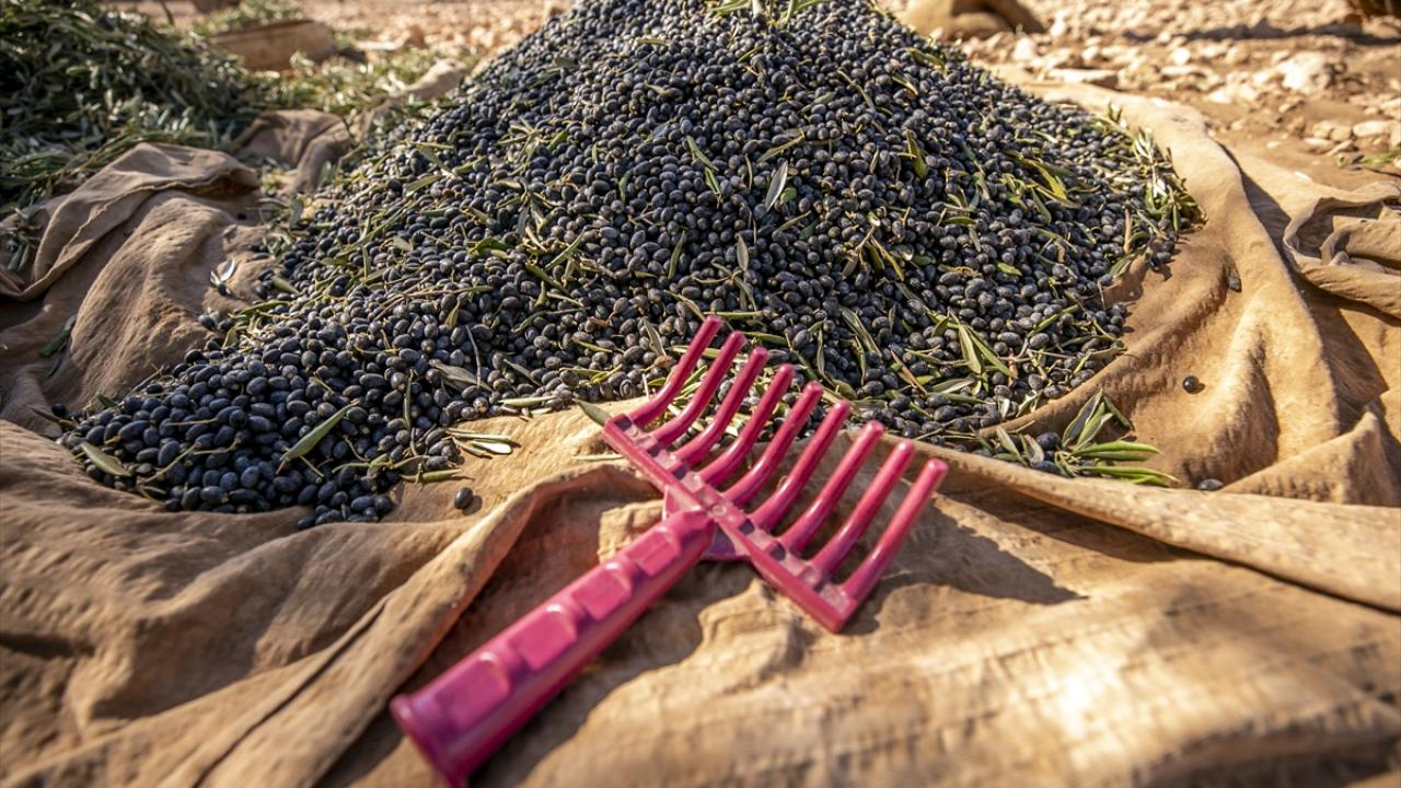 Tunus’ta kuraklıktan dolayı barajların su seviyesi yüzde 30`un altında kaldı