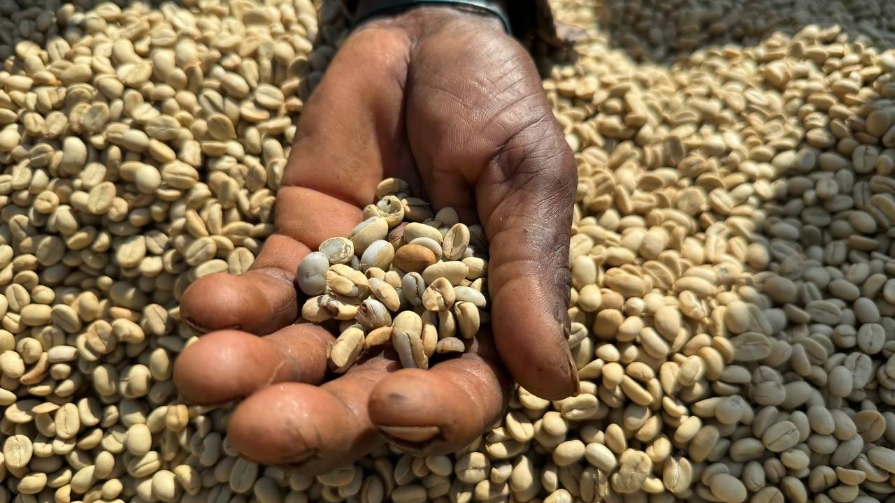 "Kahve, buradan dünyaya yayıldığı için ana vatanı Etiyopya diyebiliriz"