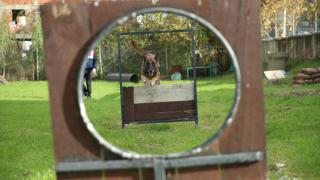 Jandarma köpekleri "Mermi" ve "Logo" başarılarıyla göz dolduruyor